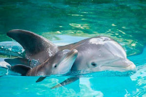 Яка група відноситься до дельфіна? Яка група відноситься до дельфіна?